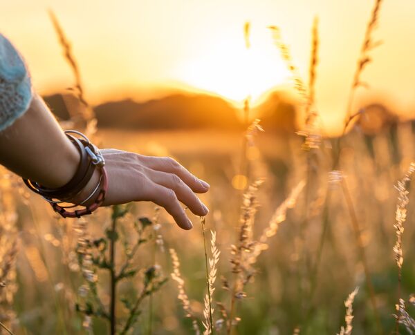 Hand fährt über Gräser auf Wiese